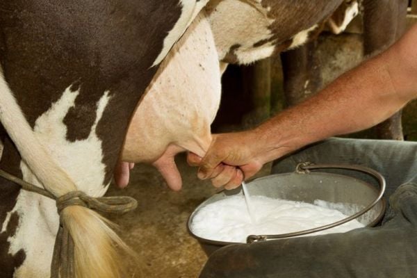 testostérone aliments à éviter lait de vache